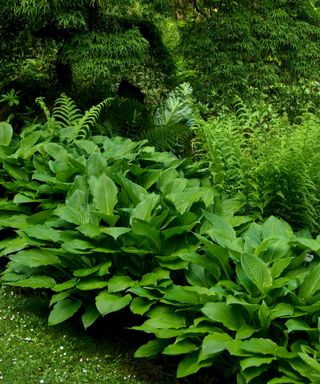 North-facing garden ideas with green, leafy hostas plants