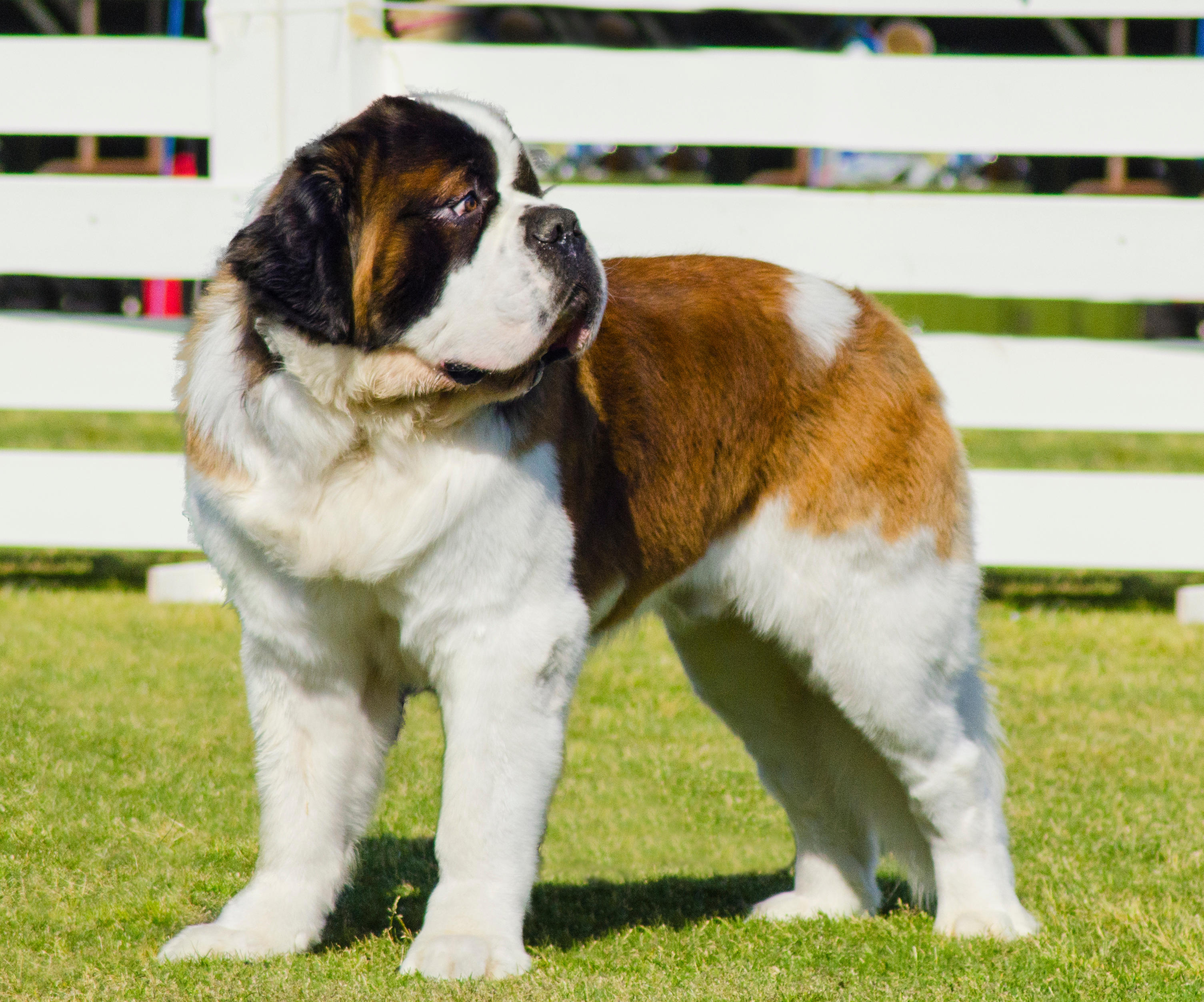 Saint Bernard dog standing side on