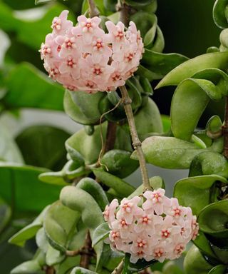 Two clusters of pink-white hoya flowers on hoya plant