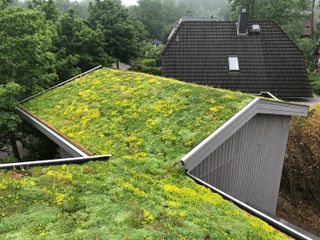 green roof on an urban home covered in grass