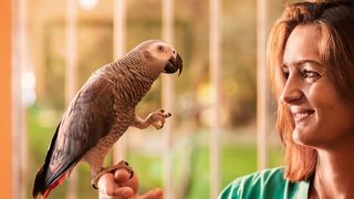 parrot for a pet