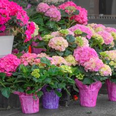 florist hydrangeas on display wrapped in colored paper