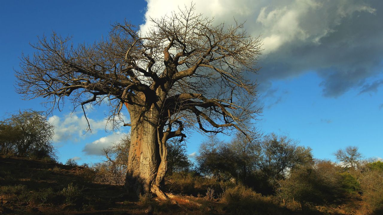 baobab tree