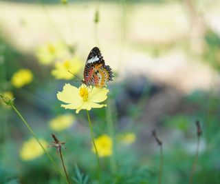 Butterfly on yellow cosmos flower