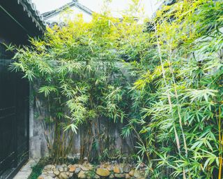 row of bamboo plants used to screen a garden wall