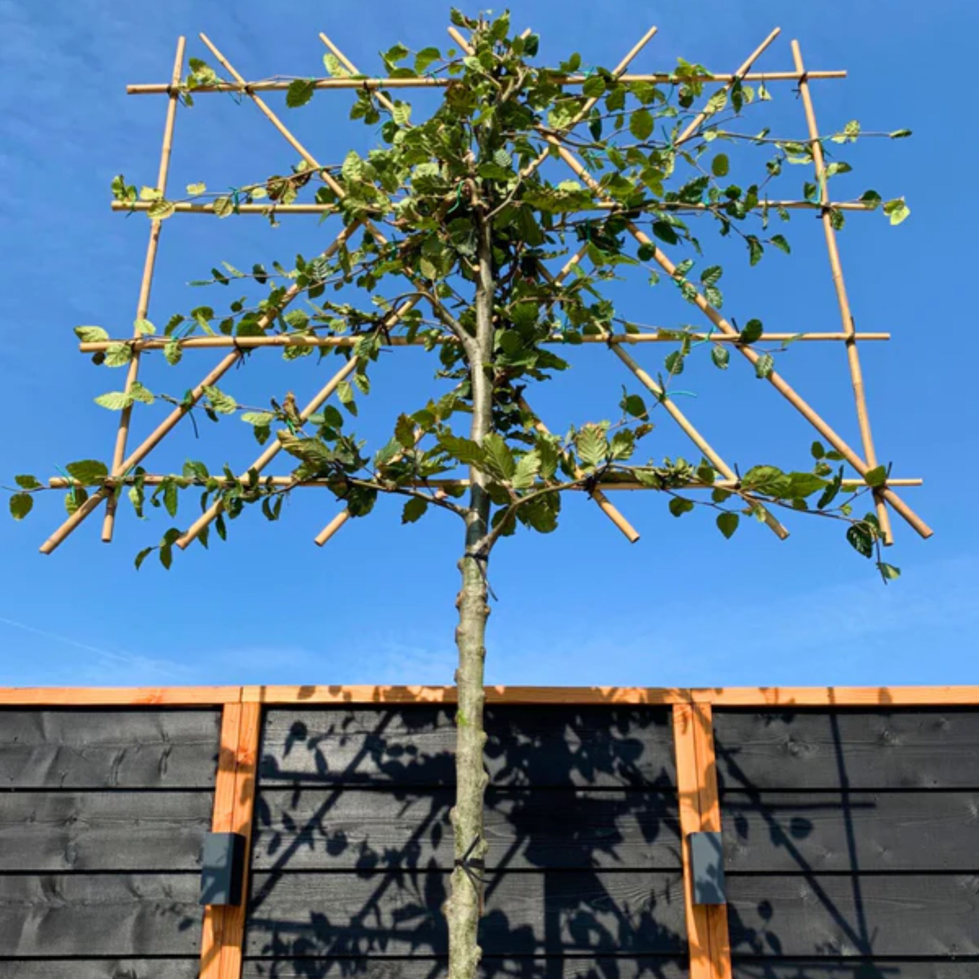 Are pleached trees worth it? Everything you need to know | Ideal Home