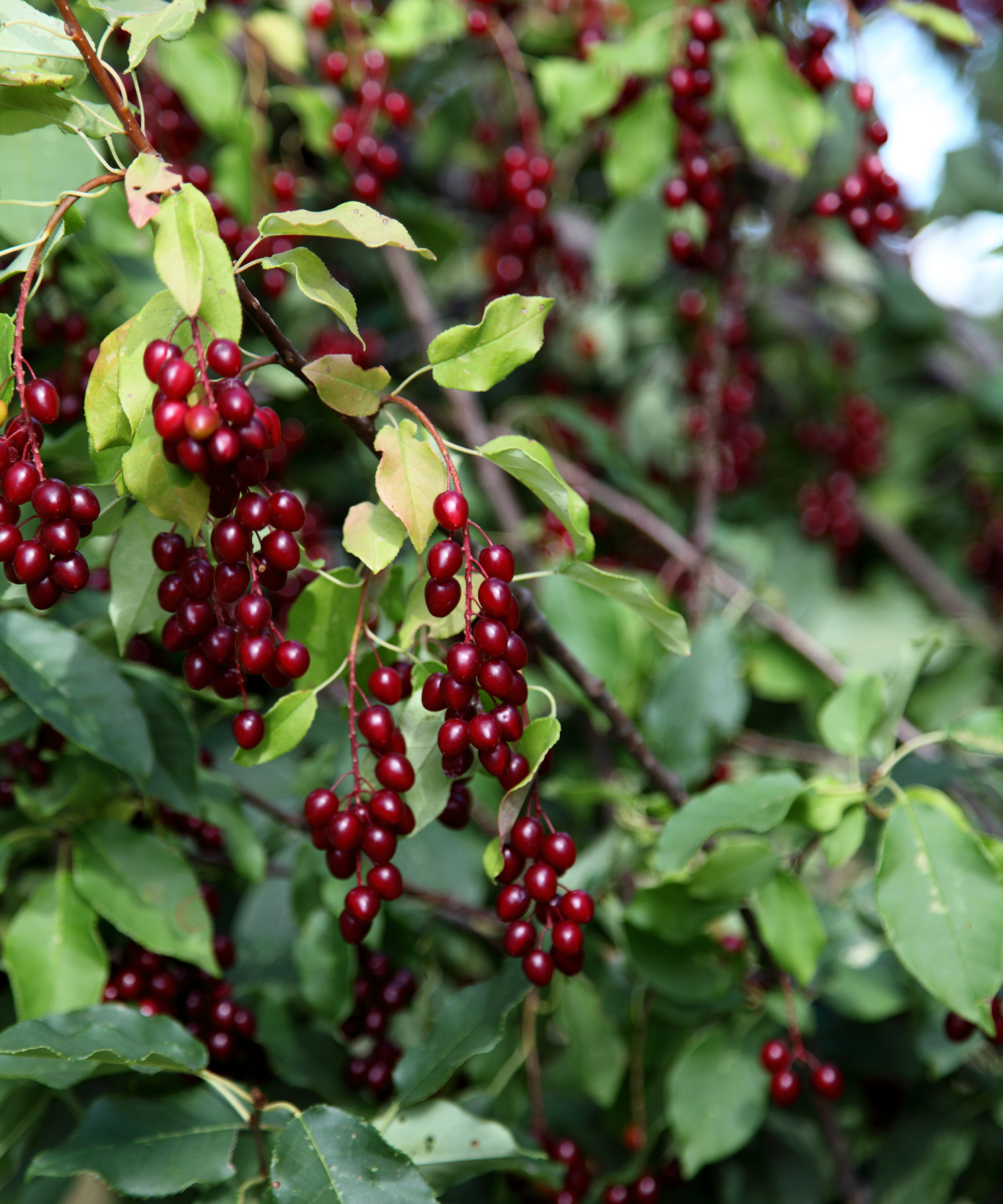 red chokecherry berries on a branch