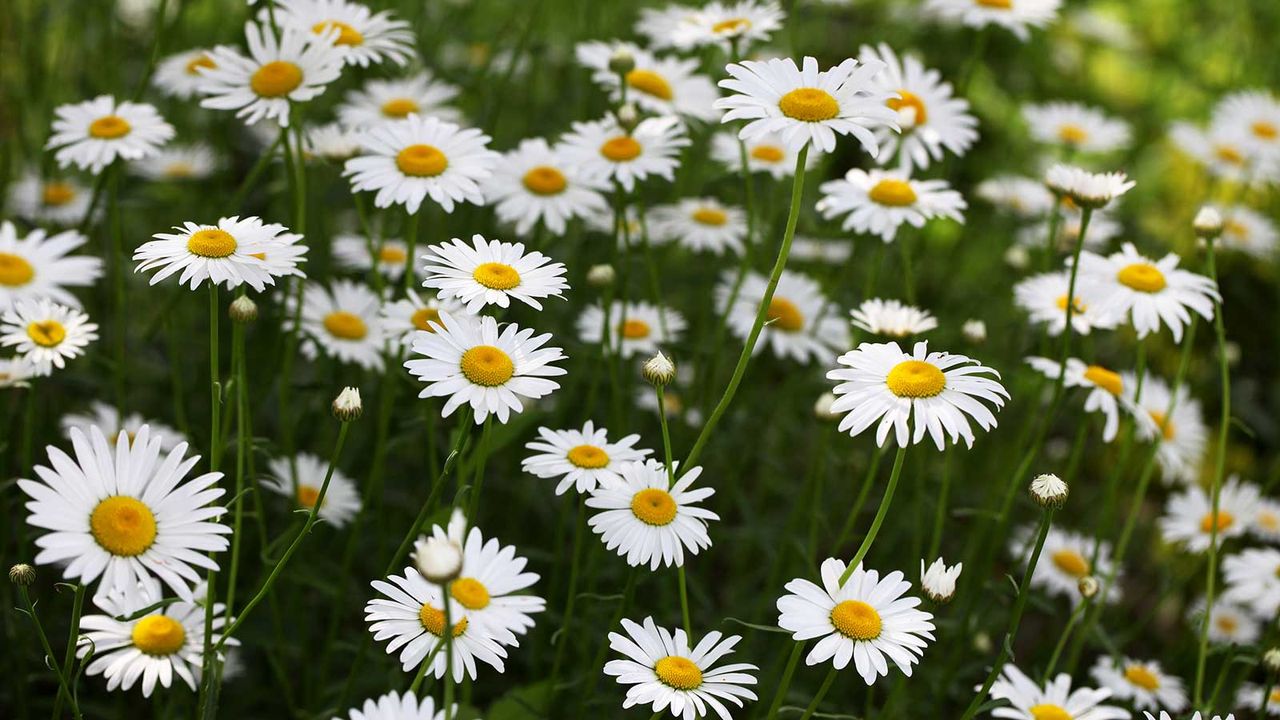 shasta daisies