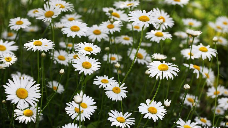 When to cut back daisies: tips for pruning shasta daisies