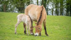 The Przewalski&rsquo;s horse foal at Marwell zoo is doing well