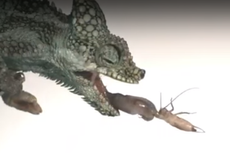 The chameleon Triceros hoehnelii prepares to chow down on its cricket quarry.