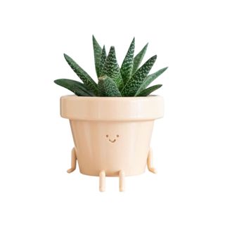 A plant holder with a spiky succulent in it