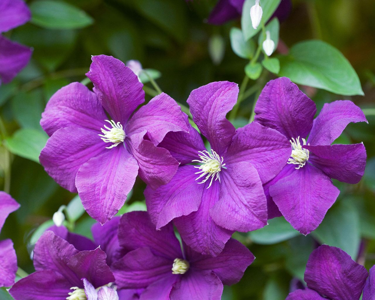 How to prune clematis follow our expert tips and enjoy more flowers