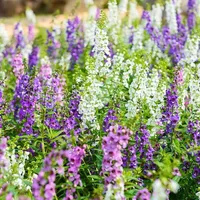 Angelonia Flower Garden Seeds - Serena Mix Waterfall: $4.89 @ Amazon