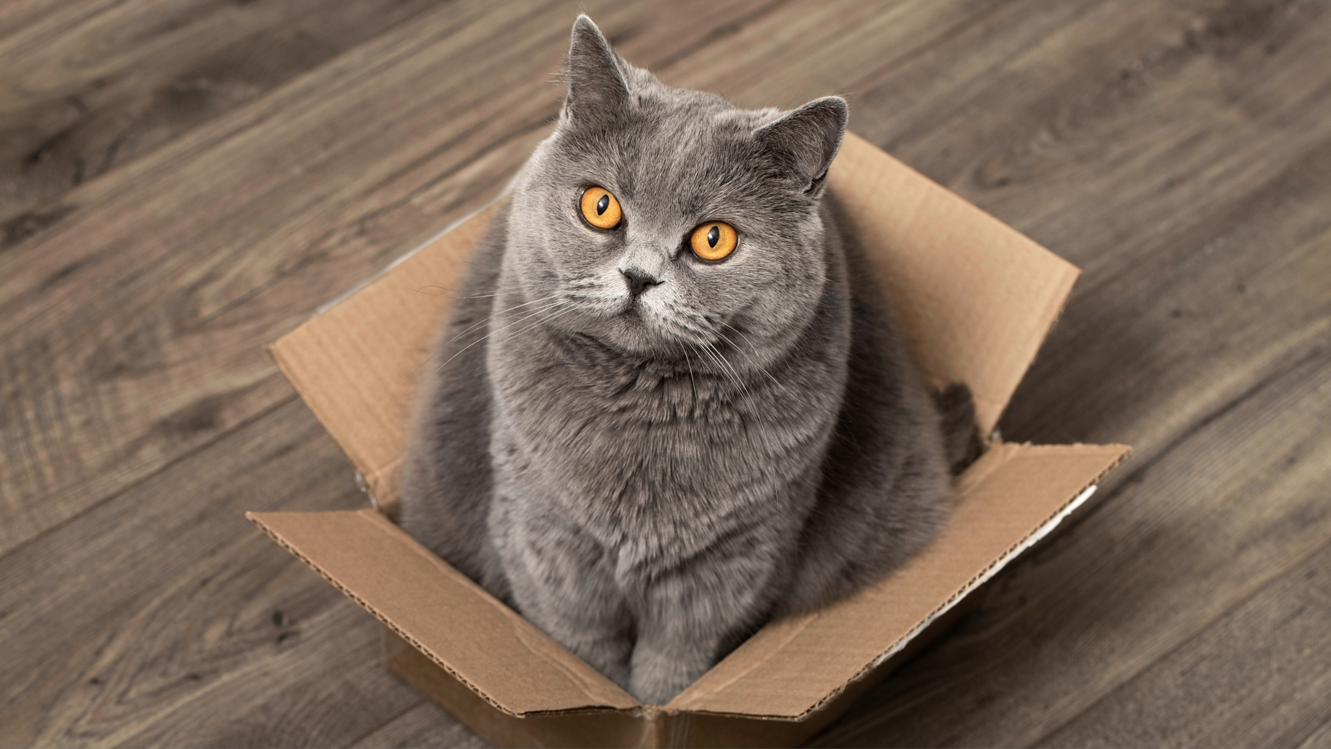 Cat sitting in box