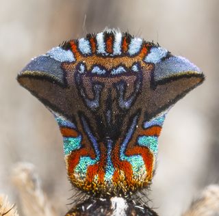 Maratus unicup closeup