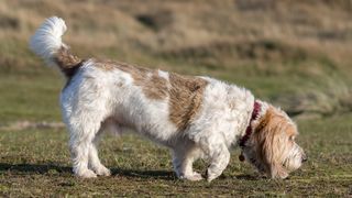 Grand Basset Griffon Vendéen scent hound with nose to the ground