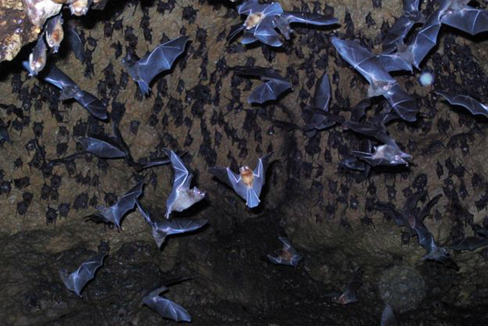 Bats are farmers’ friends