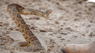 A rattlesnake in the sand by a leather boot 