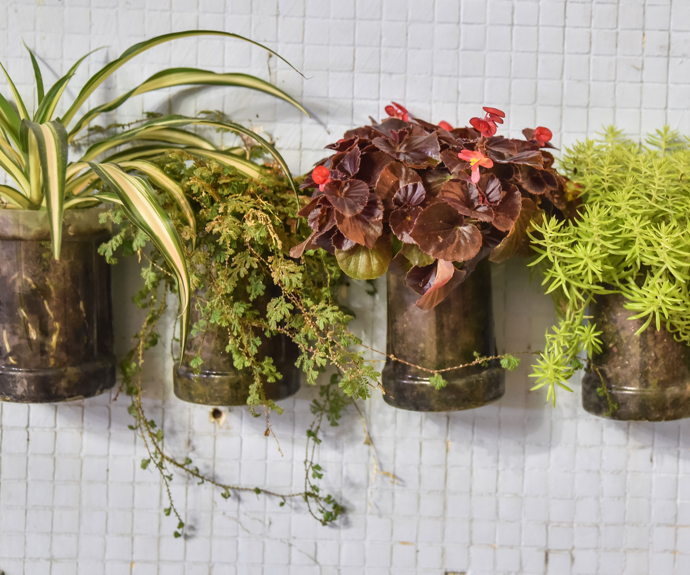 mixed houseplants in metal pots attached to wall mounted brackets and hooks