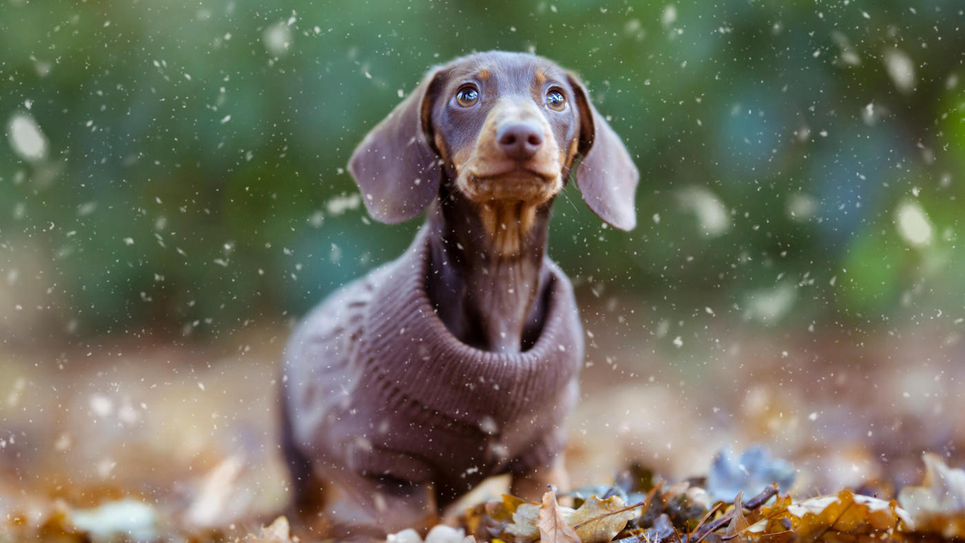 Cutest dog breeds: dachshund