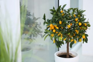 kumquat tree growing on a windowsill indoors