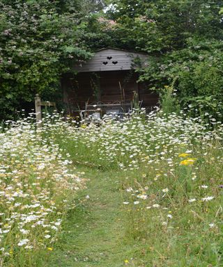 A wildflower garden with grasses and daisies