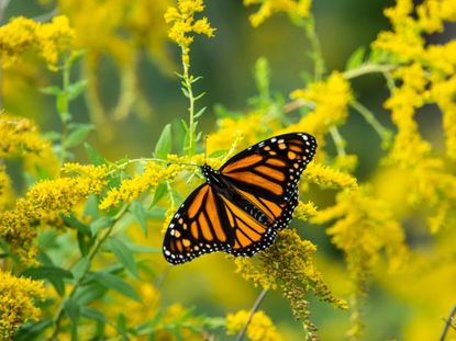 A Butterfly In A Pollinator Garden