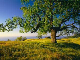 A oak tree in a field