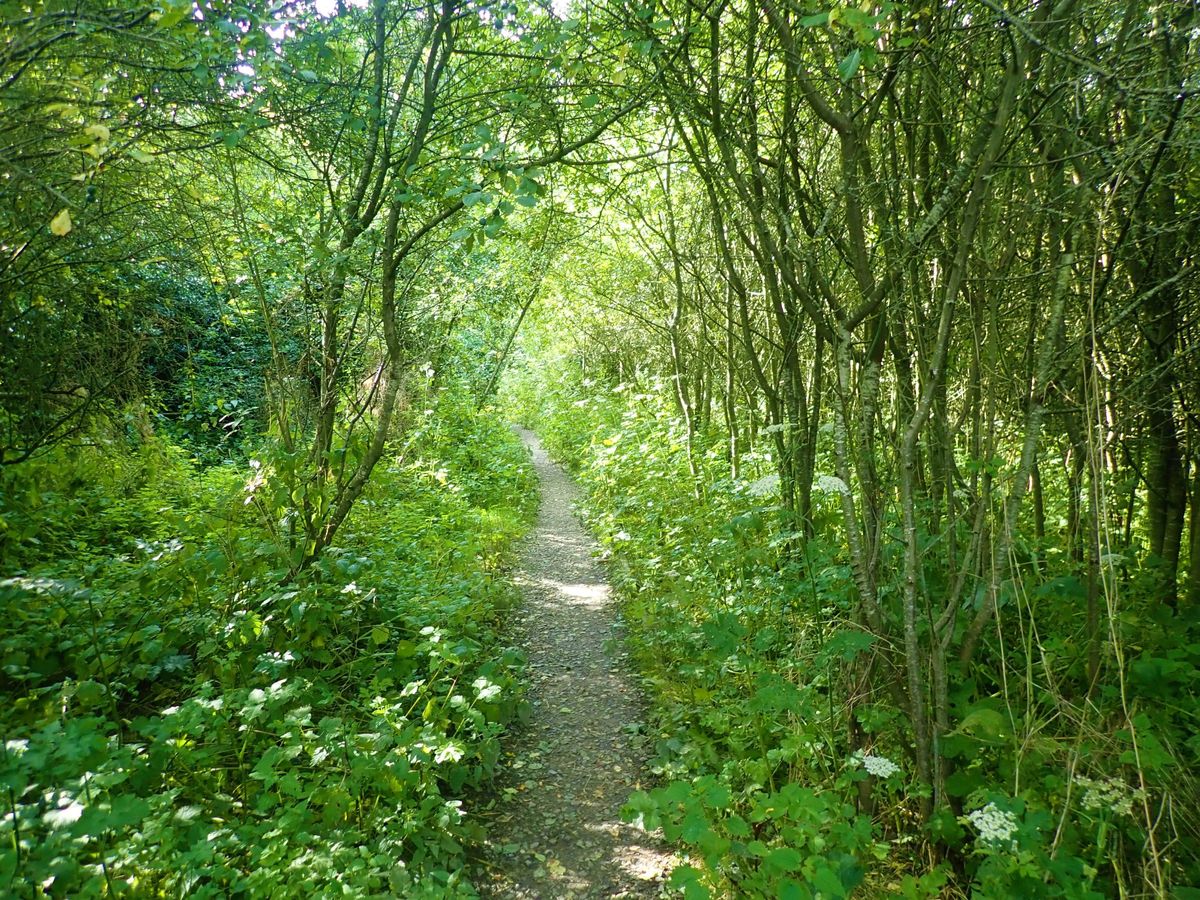 A walkway through a forest on both sides