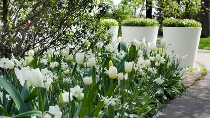 garden color schemes: white tulips