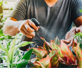 Spray houseplants