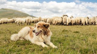 Dog guarding sheep livestock on hillside