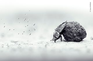 14-year-old photographer wins one of wildlife photography's biggest awards with image of a dung beetle on a mission to roll its precious cargo up a sandy slope, captured on a family game drive in Zimbabwe