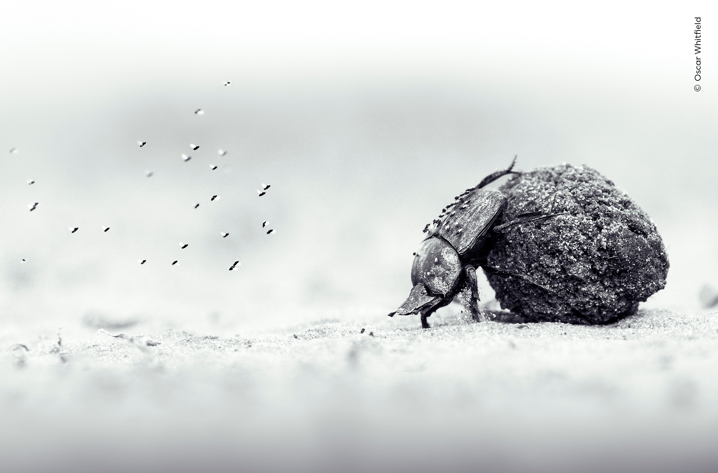 Black-and-white close-up of a dung beetle rolling a ball of dung, with tiny flies swarming nearby