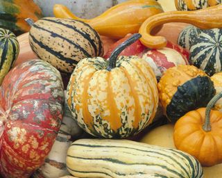 Selection of winter squashes