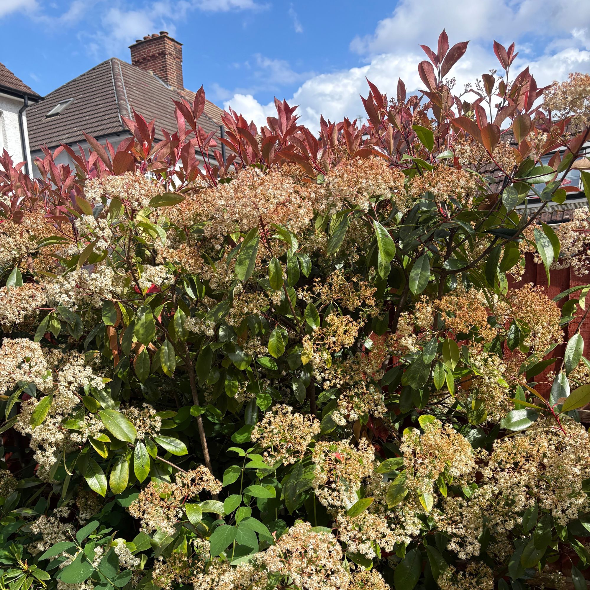 Flowering Photinia fraseri 'Red Robin' hedge in garden