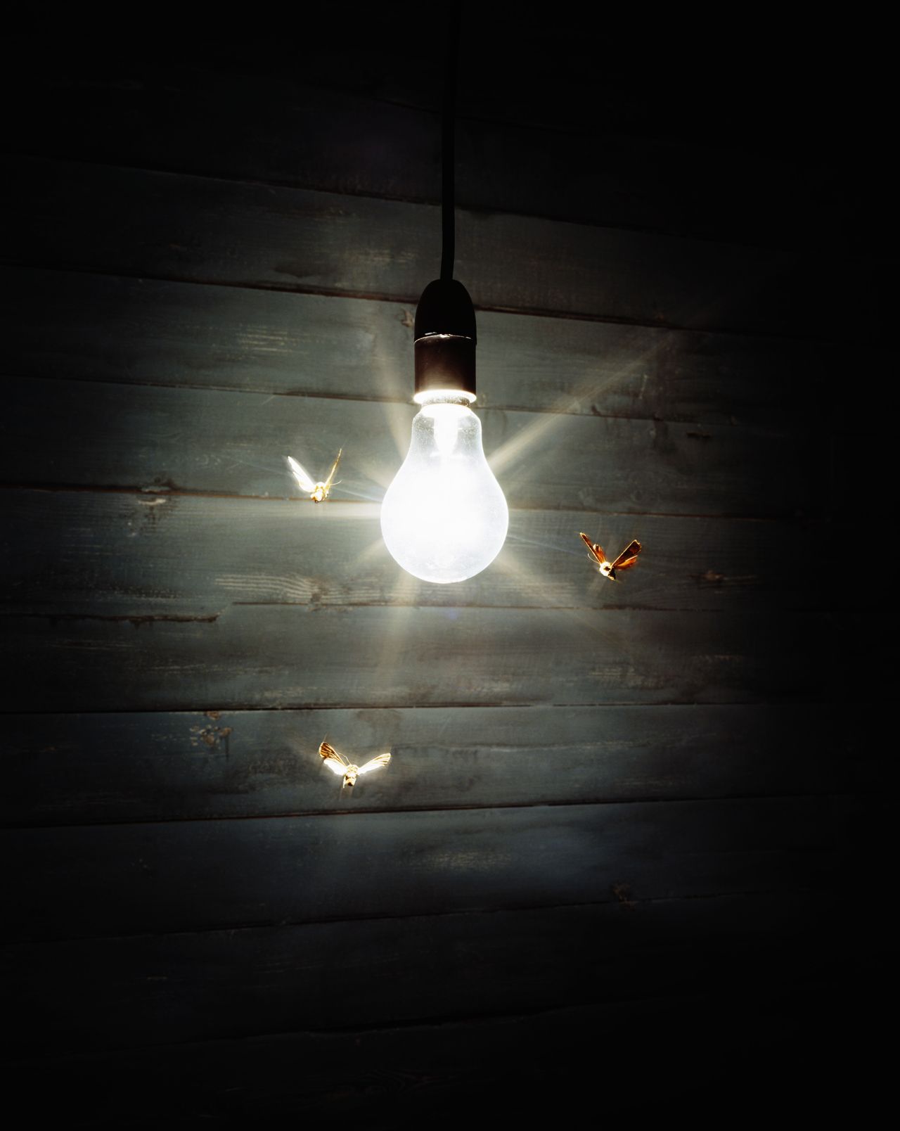 Moths flying around a lightbulb