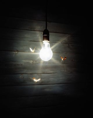 Moths flying around a lightbulb