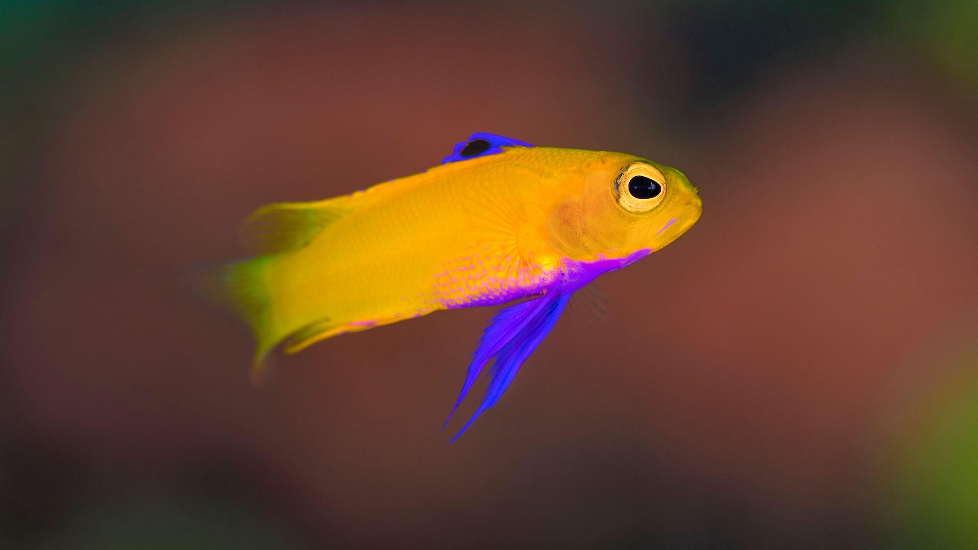 Golden basslet
