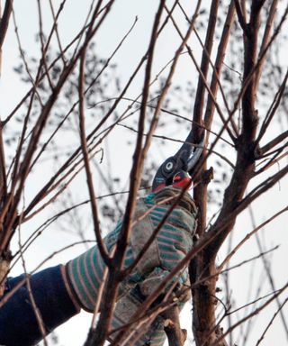 Pruning crepe myrtle tree in winter