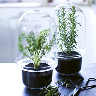 Rowan & Wren glass benvy herb container