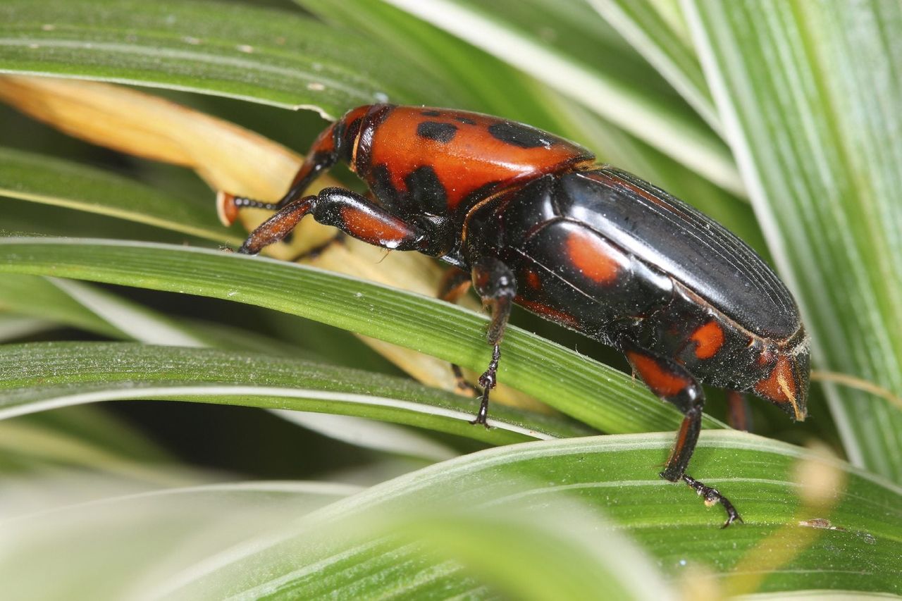 Weevil Insect On Palm Tree