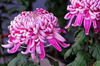 how to grow chrysanthemums: beware of frost