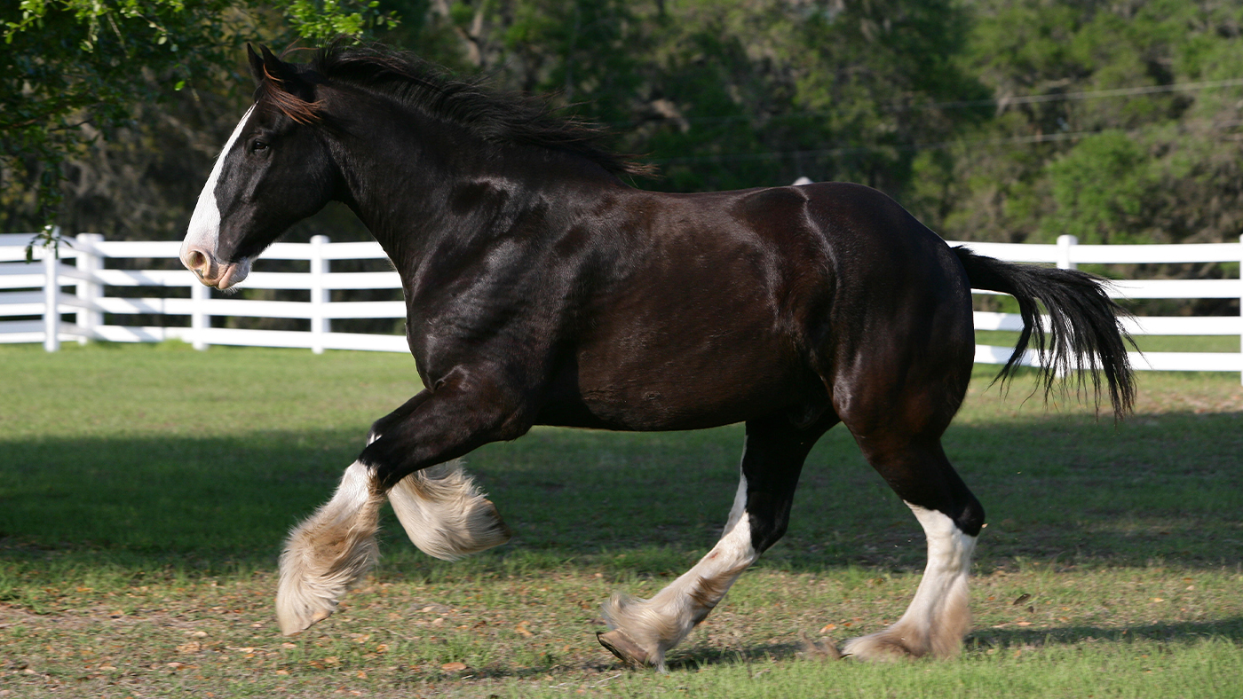Shire horse