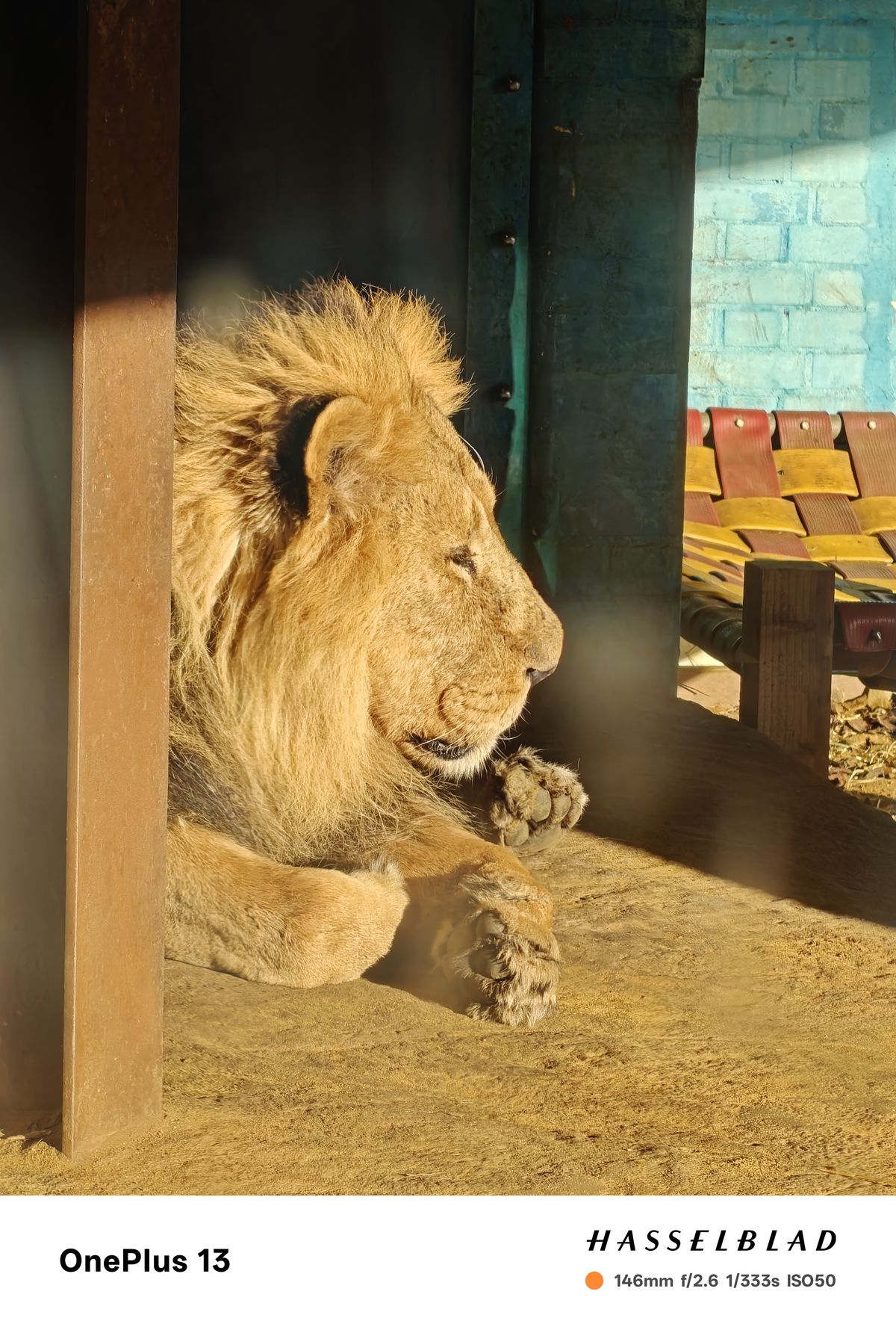A lion at a zoo basking in the sun