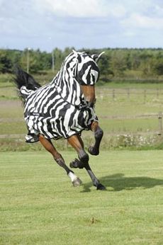 Buzz-Off-Zebra-and-mask-16145.jpg
