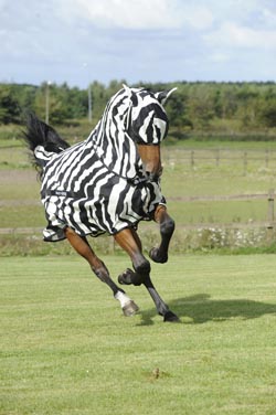 Buzz-Off-Zebra-and-mask-16145.jpg