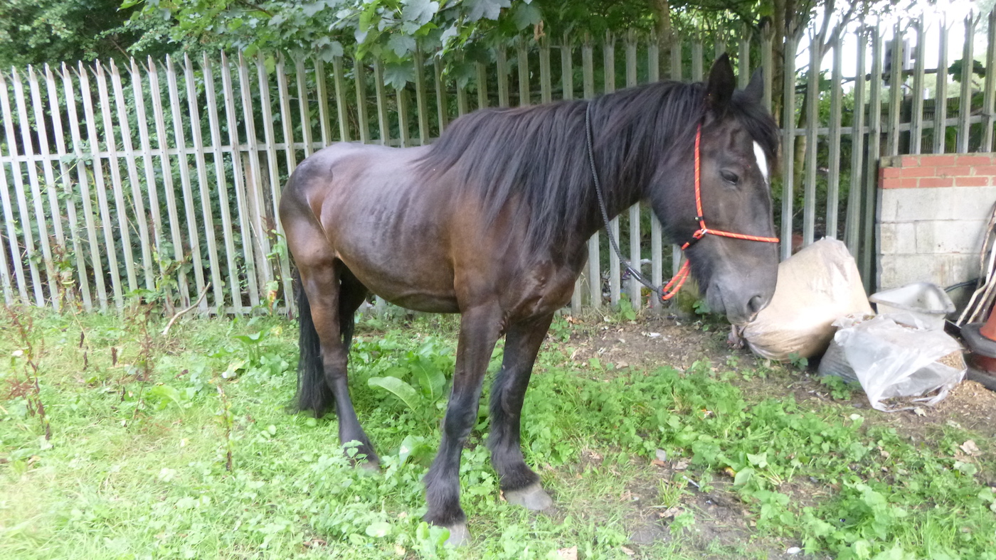 RSPCA-Wheeler-case.jpeg
