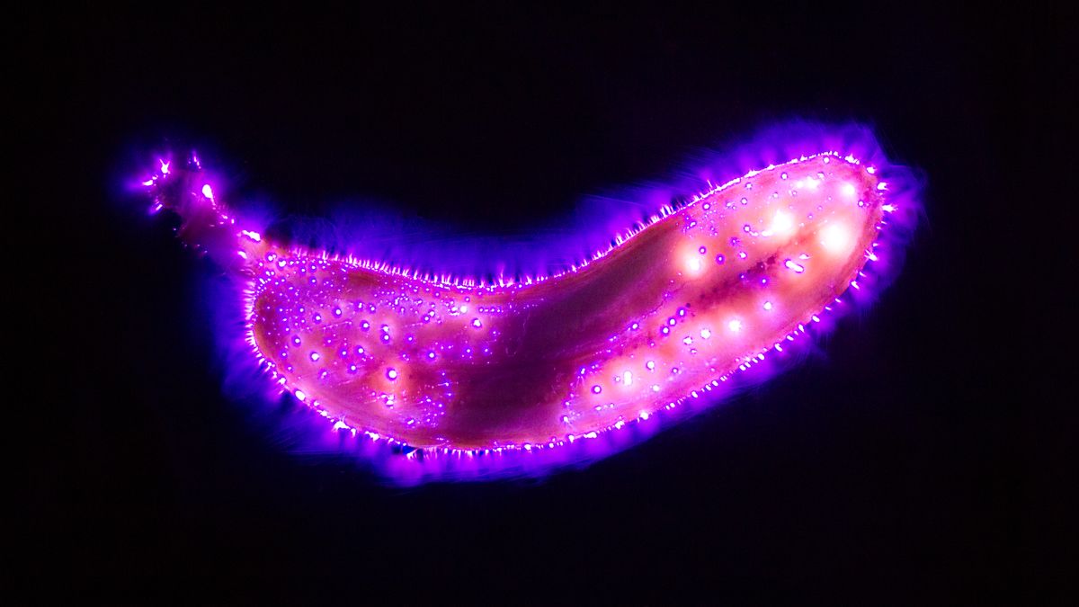 kirlian photography